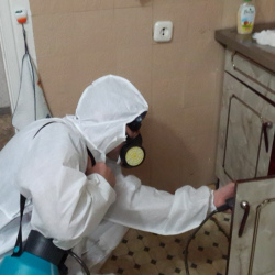 Дезинфекция от муравьев в квартире в Волоколамске